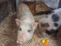 Sow, Pigs — photo 6