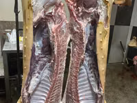 Porci — புகைப்படம் 2