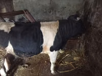 ثور, Russian Black pied cattle — الصورة 4