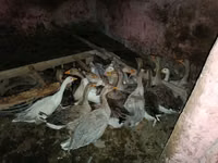 Geese — फ़ोटो 2