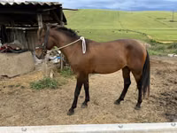 Cheval, Azerbaijan horse — photo 3