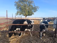 İnek, Russian Black pied cattle — foto 4