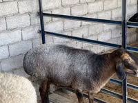 Owca, Owce — zdjęcie 3