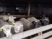 Қошқар, Ile-de-France sheep — 4-сурет