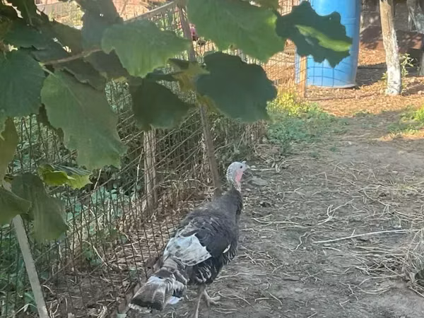 Turkeys — Armaniston