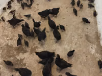 Australorp — zdjęcie 2