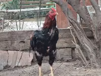 Chickens — Foto 8