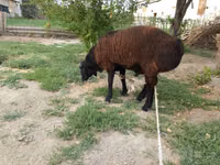 Qoʻchqor, Baerchuke sheep — 4-rasm