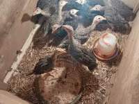 Turkeys — الصورة 3