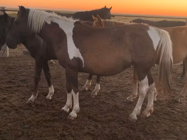 Jument, Kazakh horse