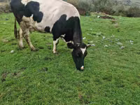 Krowa, Russian Black pied cattle — zdjęcie 4