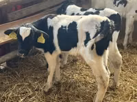 Boğa, Russian Black pied cattle — foto 3