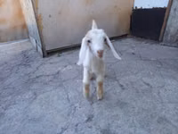 ஆண் வெள்ளாடு, Nubian Goat — புகைப்படம் 5