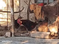 Chickens — photo 2
