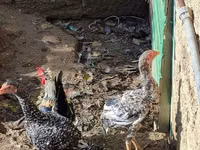 Chickens — zdjęcie 3