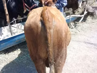 Býk, Simmental cattle — foto 3