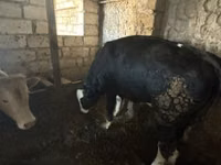 Bulle, Simmental cattle — Foto 3