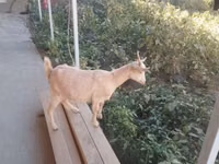 Goat, Goats — photo 3