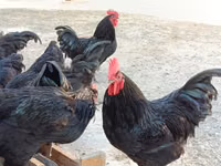 Australorp — photo 5