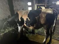 Sigir, Russian Black pied cattle — 4-rasm