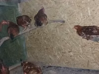 Chickens — foto 2