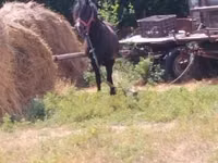公马, Horses — 照片 3