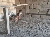 Ducks — الصورة 1