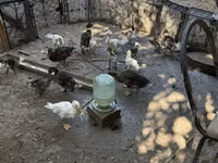 Ducks — फ़ोटो 2