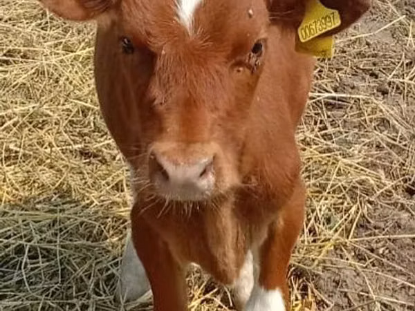 Sigir, Swiss cattle