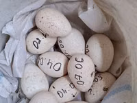 Turkeys — foto 5