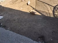 Ducks — photo 2