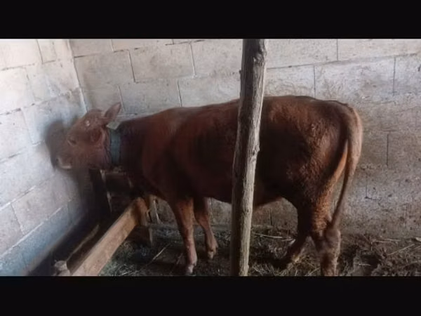 Toro, Ganado vacuno
