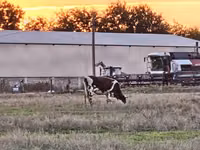 İnek, Russian Black pied cattle — foto 2