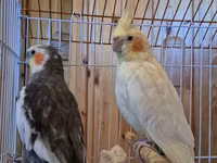 Nimfa (cockatiel) cütü və qəfəs dəsti -Quşların biri erkək biri — foto 2