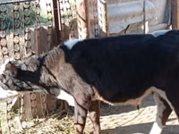 Taureau, Russian Black pied cattle — photo 8