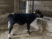 மாடுகள் (தொகுதி, பாலினம் குறிப்பிடப்படவில்லை), Russian Black pied cattle — புகைப்படம் 7