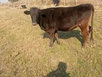 பசு, Swiss cattle — புகைப்படம் 2