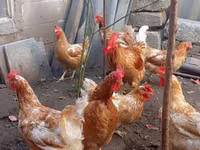 Chickens — zdjęcie 5
