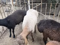 ஆண் ஆடு, ஆடுகள் — புகைப்படம் 5