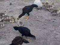 Chickens — புகைப்படம் 5