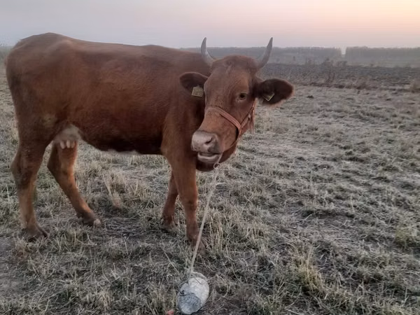 母牛, Cattle