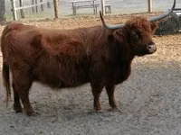 İnək, Highland — foto 5