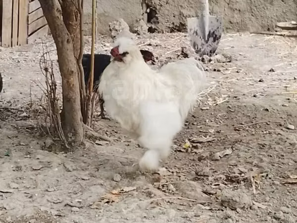 Chickens — Azerbaijan