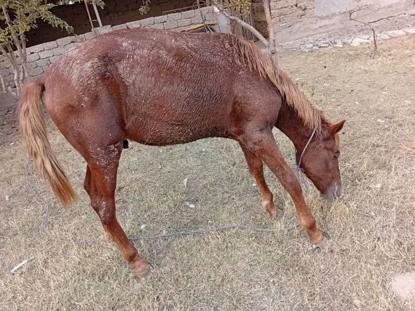 பெண் குதிரை, குதிரைகள்