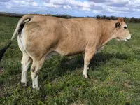 Touro, Partenaise cattle — foto 1