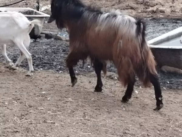 თხა, თხები