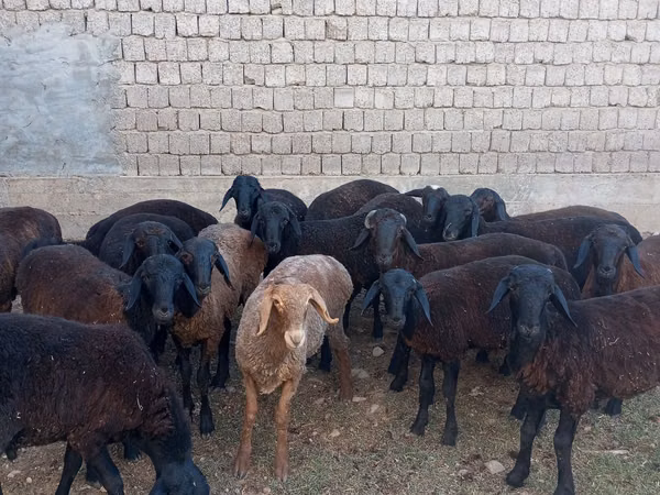 Koç, Blackheaded Persian sheep