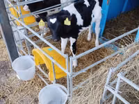 Buqa, Swiss cattle — 2-rasm