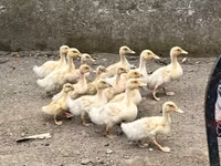 Amerykański Pekin — zdjęcie 1