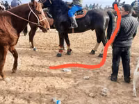 At, Russian warmblood — foto 4